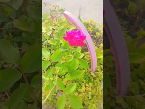 sabar wo he jab #shortsfeed #islamicshorts #allah #byan #shorts #ytshorts #gardning