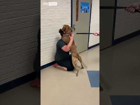 Emotional support dog reunited with owner