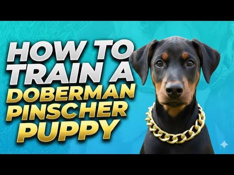 How to Train a Doberman - Doberman Pinscher Puppies Training #dobermanpinscher