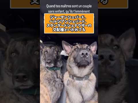 【紹介】ダッチシェパードさんを知って寝ようwww　#犬 #大型犬 #大型犬のいる生活 #大型犬のいる暮らし サムネイル