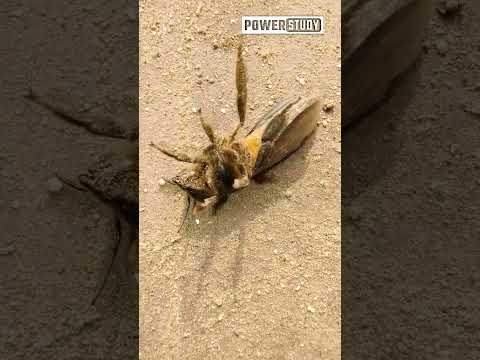 Queen Bee In Danger | Honey Bee's Queen is unable | How HoneyBee Works | @powerstudy