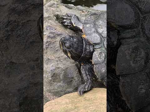 “A day in the life of a chill turtle 🐢☀️”