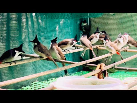 Xả Đàn 20 Má Đỏ giá mềm .chim đẹp ae lấy lh em Trường 0962173954