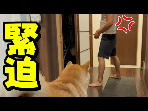 廊下センサーと柴犬こんぶが捉えた緊迫の瞬間に迫る サムネイル