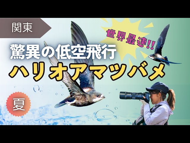 7月中旬。低空飛行で世界最速の夏鳥「ハリオアマツバメ」を観察してきました。最高速度はなんと170km！ギネス記録にもなっています。水しぶきをあげながら、口を大きくあけて水を飲むシーンはとても魅力的です😊
〈目次〉
00:18 今回の内容ざっくり紹介
00:56 観察した水辺の様子
01:26 アオサギ｜風景に溶け込む
01:41 カワセミ｜ダイブシーン
02:03 ★ハリオアマツバメ｜群れで飛ぶ
02:49 ★ハリオアマツバメ｜大きな口で水飲み
03:22 ★ハリオアマツバメ｜近くで見えた体の特徴
03:34 ツバメ｜ハリオアマツバメよりも小さい
03:54 美しい水辺の様子
04:16 ★ハリオアマツバメ｜群れの様子や名前の由来
05:08 カルガモ｜景色に馴染む
05:10 カイツブリ｜翼パタパタ可愛い
05:26 カッコウ｜遠くて見えにくいですが何とか確認
05:48 トビと美しい山の景色
05:58 モズ｜幼鳥と親子。子育ての様子
06:18 ★まとめ｜見られている環境・特徴など
07:02 ★ハリオアマツバメ｜もう1度水飲みシーン

動画をご覧いただき有難うございます
チャンネル登録・高評価をしていただくと励みになります😊

〈チャンネル登録はこちら↓〉

<a rel=