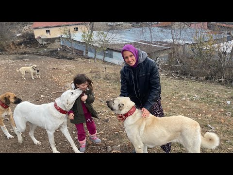 Köy Hayatı..Soba Üstünde Bazlama-Dağ Köyünde Yaşam 4K