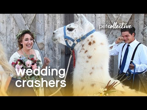 (Pet) Wedding Crashers | The Pet Collective - UCPIvT-zcQl2H0vabdXJGcpg