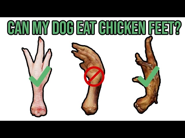 can-dogs-eat-chicken-feet-hayfarmguy