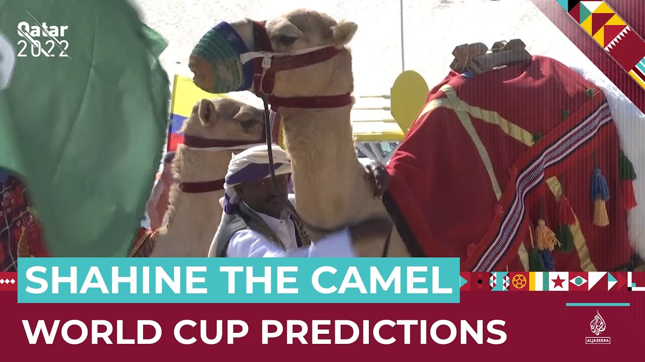 Shahine the camel successfully predicts World Cup… losses? | Al Jazeera Newsfeed