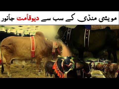 Beautiful Heavy Cows & Bulls Collection 2019
