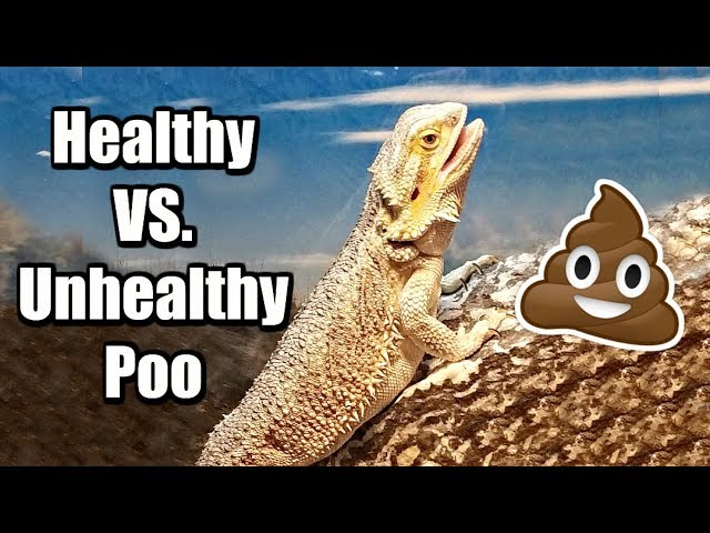 What Causes My Bearded Dragon to Poop on Me?