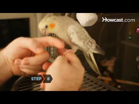 How to Hand Train a Bird - UCSpVHeDGr9UbREhRca0qwsA