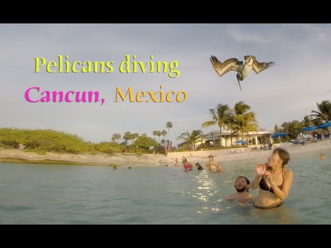 Crazy Pelicans Diving in Cancun, Mexico - Shot with GoPro - UCTs-d2DgyuJVRICivxe2Ktg