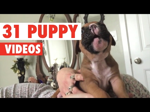 31 Cute Puppies Video Compilation 2017 - UCPIvT-zcQl2H0vabdXJGcpg