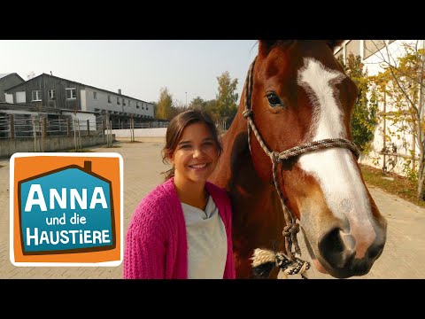 Mit Pferden sprechen | Information für Kinder | Anna und die Haustiere