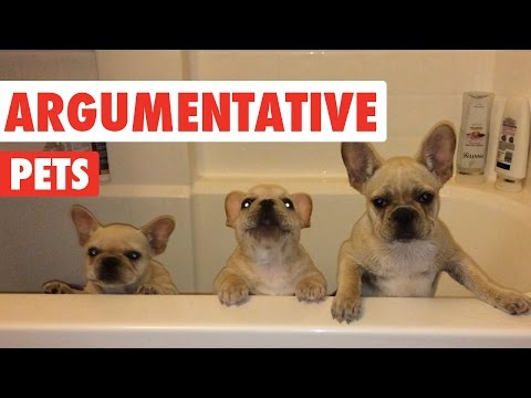 Argumentative Pets Video Compilation 2016 - UCPIvT-zcQl2H0vabdXJGcpg