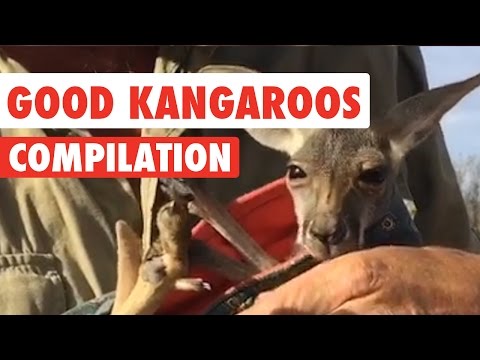 Good Kangaroos Video Compilation 2017 - UCPIvT-zcQl2H0vabdXJGcpg