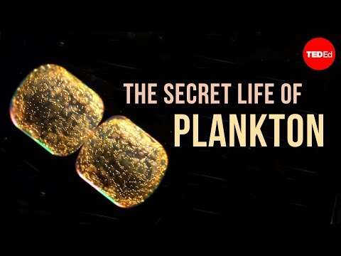 The Secret Life of Plankton - UCsooa4yRKGN_zEE8iknghZA