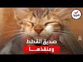 بطريقة فكاهية مع القطط.. شهرة واسعة لهندي في السعودية
