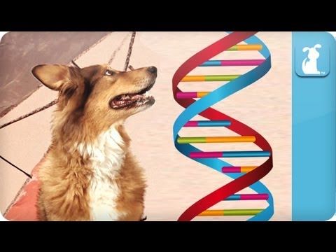 CHANCE GETS A DOGGIE DNA TEST - UCPIvT-zcQl2H0vabdXJGcpg