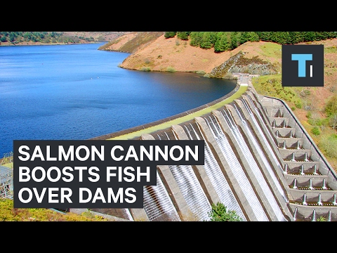 Salmon Cannon gives fish a boost over dams - UCVLZmDKeT-mV4H3ToYXIFYg