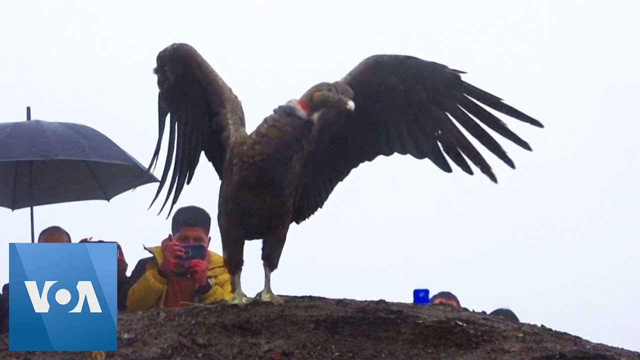 Bolivia Releases Rescued Condor Into the Wild