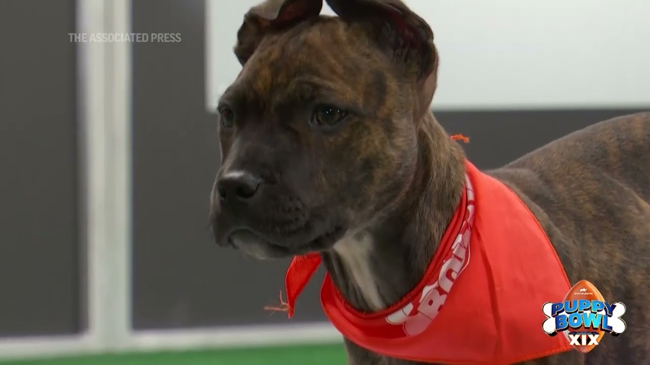 Team Ruff and Team Fluff to face off in Puppy Bowl XIX