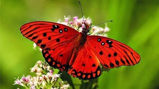 Butterfly - My animal friends - Animals Documentary -Kids educational Videos