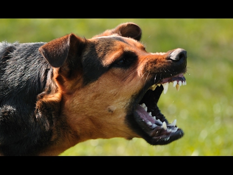 A Navy SEAL explains what to do if you're attacked by a dog - UCcyq283he07B7_KUX07mmtA