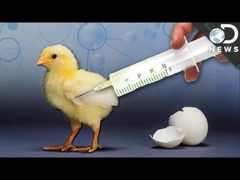 Is It Safe To Eat Genetically Modified Animals? - UCzWQYUVCpZqtN93H8RR44Qw