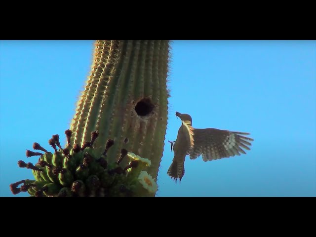 Saguaro Baseball: A Tradition in the Desert