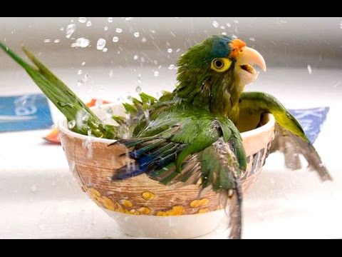 Funny Parrots - A Funny Parrot Videos Compilation 2015 - UCCLFxVP-PFDk7yZj208aAgg