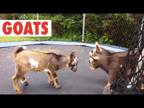 Greatest GOATS of All Time - UCPIvT-zcQl2H0vabdXJGcpg