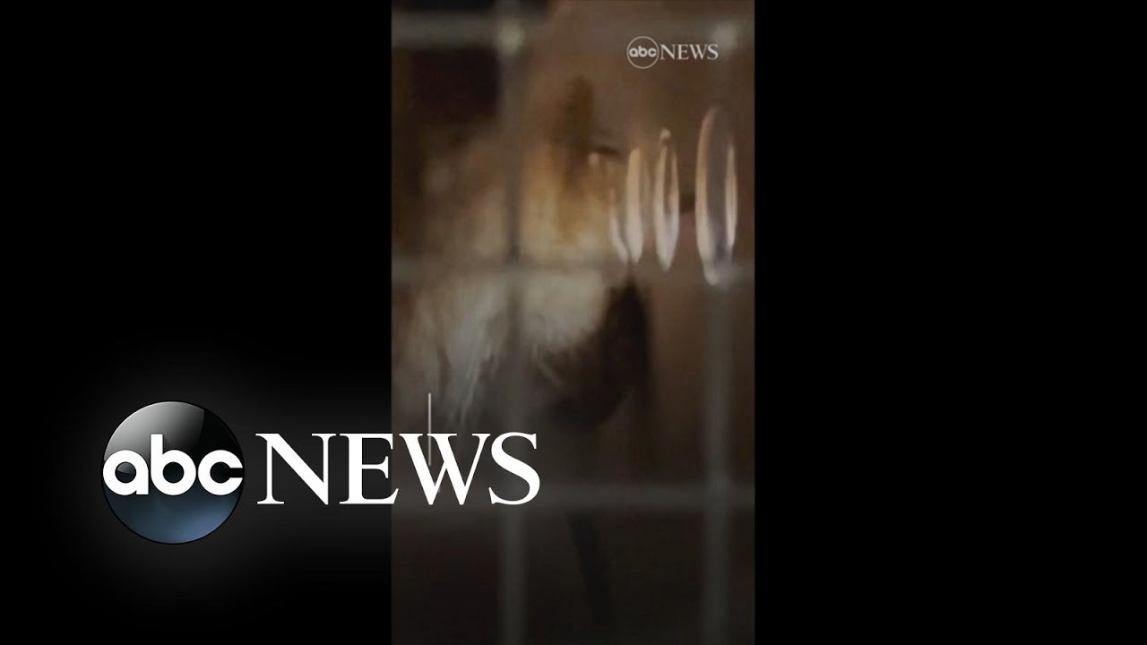 Lion cubs orphaned during war in Ukraine arrive at Minnesota animal sanctuary