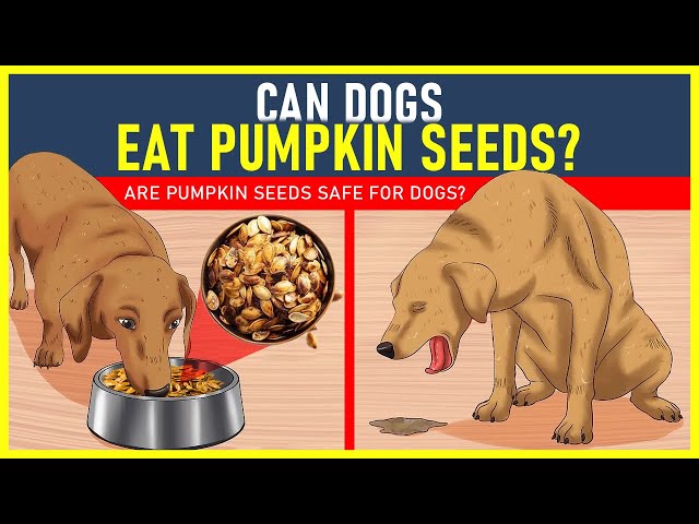 can dogs eat pumpkin seeds