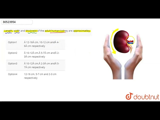 what-is-the-normal-size-of-kidney-stuffsure