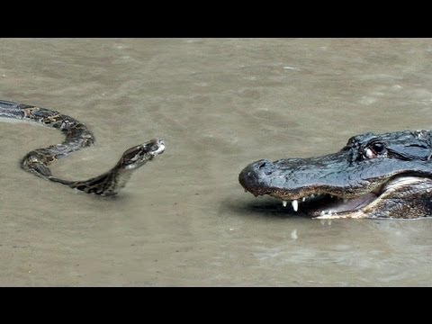 Python vs Alligator