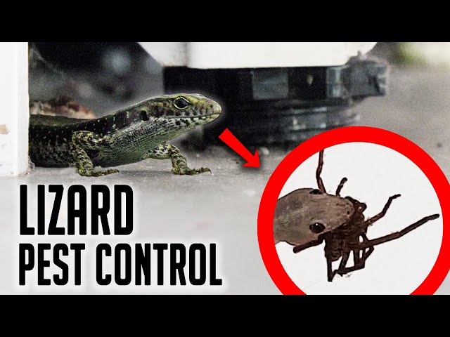 Do Lizards Eat Spiders?