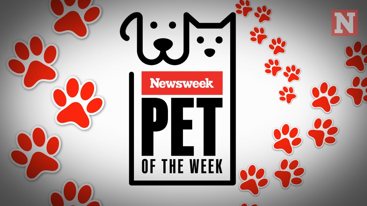 Pet Of The Week: Murray The Cat