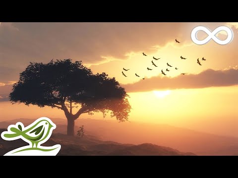 Beautiful Romantic Music: Relaxing Music, Guitar Music, Violin Music, Cello Music, Piano Music ★103 - UCjzHeG1KWoonmf9d5KBvSiw