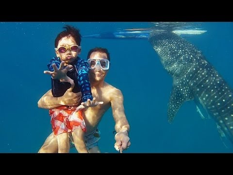 GoPro: Whaleshark Dive in the Philippines - UCqhnX4jA0A5paNd1v-zEysw