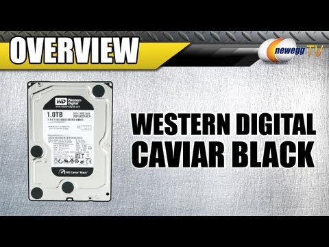 Newegg TV: Western Digital Caviar Black HDD Series Overview - UCJ1rSlahM7TYWGxEscL0g7Q