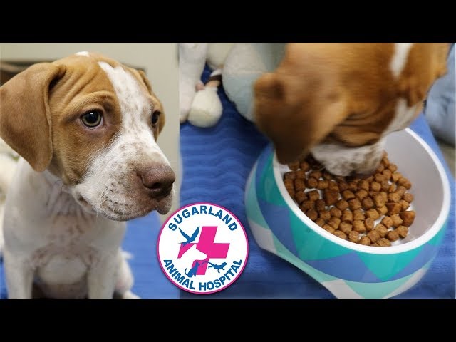 Can Dogs Eat Before Surgery HayFarmGuy