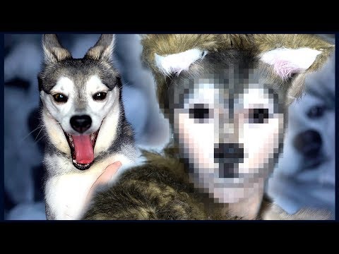 I Transformed Myself Into My Dog, Ripley - UCoziFm3M4sHDq1kkx0UwtRw