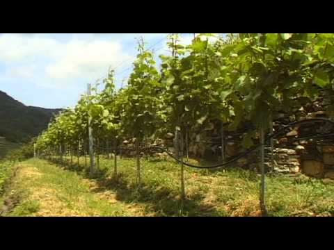 Blue Danube Cruise Wachau Vacation Travel Video Guide - UC3o_gaqvLoPSRVMc2GmkDrg