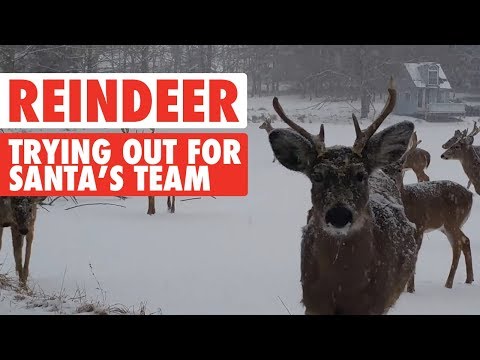 Reindeer Video Compilation 2017 | Santa's Sleigh Team - UCPIvT-zcQl2H0vabdXJGcpg