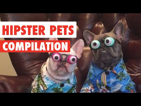 Hipster Pets Video Compilation 2017 - UCPIvT-zcQl2H0vabdXJGcpg