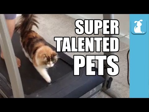 Super Talented Pets (Funny Compilation!) - UCPIvT-zcQl2H0vabdXJGcpg