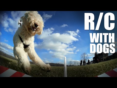 Flite Test | R/C with Dogs - UC9zTuyWffK9ckEz1216noAw