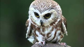 Vataff Project - Owl